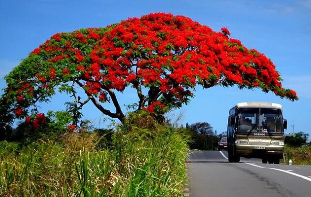 Transportation and traffic rules in Mauritius moving to Mauritius Expats favored areas Loadem