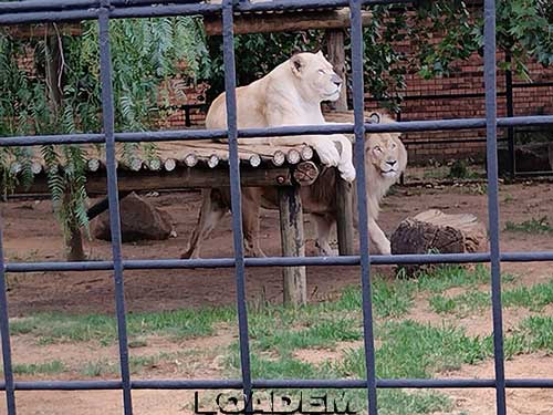 Lions at the Lory Park Zoo and Bird Sanctuary in Midrand, Johannesburg, South Africa Loadem Movers